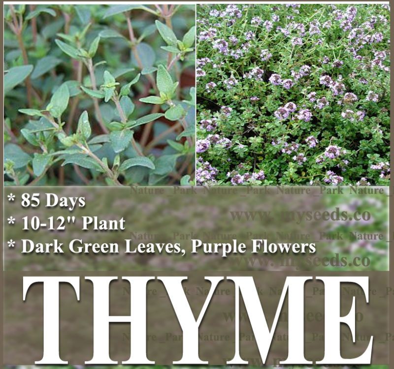 THYME PERENNIAL HERB SEEDS AROMATIC SPICES CULINARY  