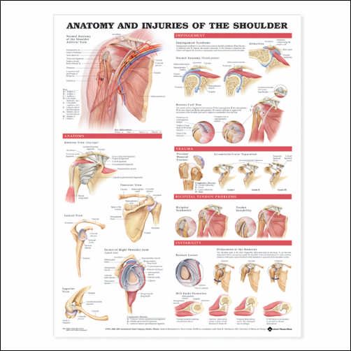 Injuries of the Shoulder Anatomical Chart/Charts/Model  